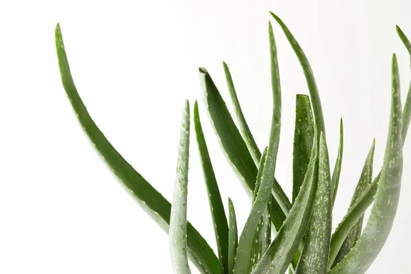 Vue Rapprochée Des Feuilles Aloe Vera Isolées Sur Fond Blanc — Photo