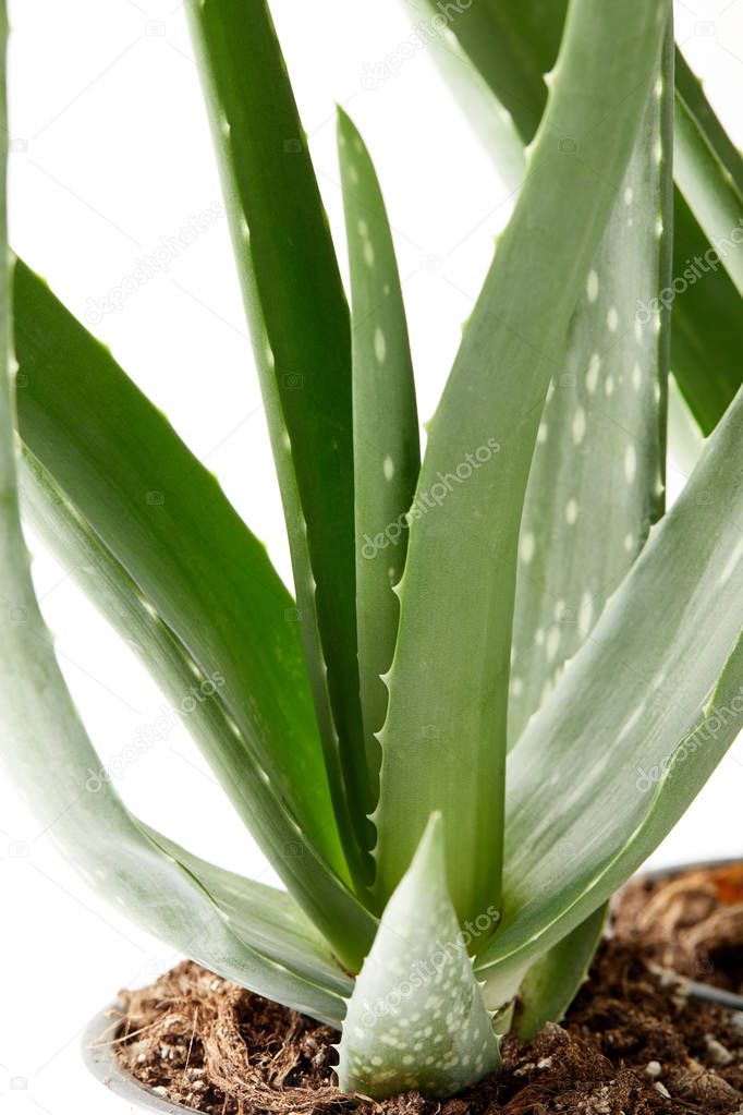 closeup image of aloe vera in pot isolated on white background 