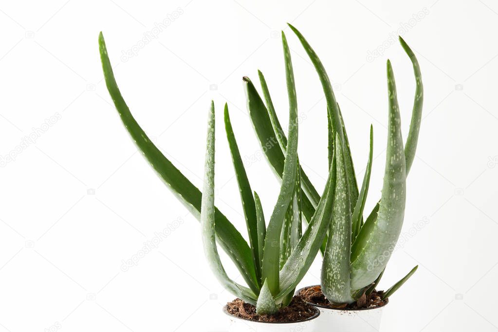 close up view of two aloe vera in pots isolated on white background 