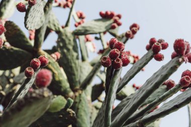 selective focus of prickly pear cactus against blue sly  clipart