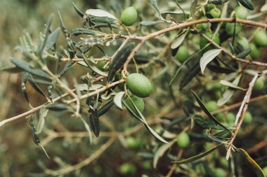 selective focus of green olives growing on tree with leaves  clipart