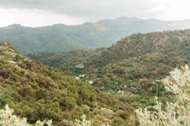 Dağlardaki ağaçların seçici odağı bulutlu gökyüzüne karşı 