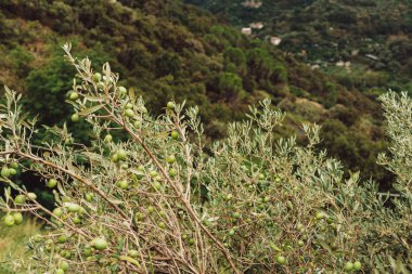 İtalya 'da ağaçtaki yeşil zeytinlerin seçici odağı 