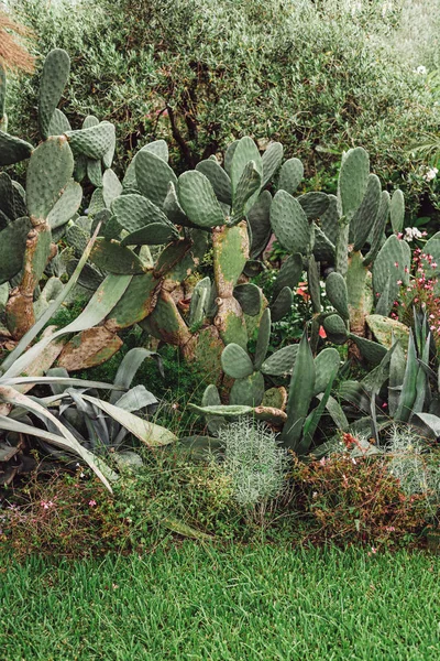 Arbustos Verdes Cerca Cactus Con Espigas Fuera —  Fotos de Stock