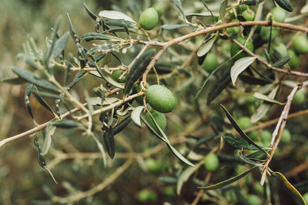 selective focus of green olives growing on tree with leaves 