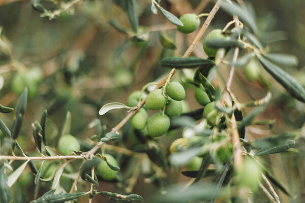 selective focus of green olives growing on tree 