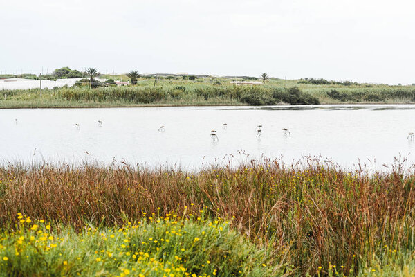 wild waders in lake near green plants and trees 