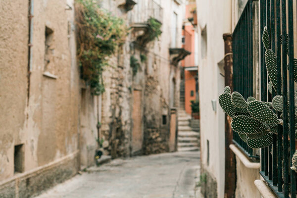 selective focus of green cactus near narrow street in ragusa, italy 