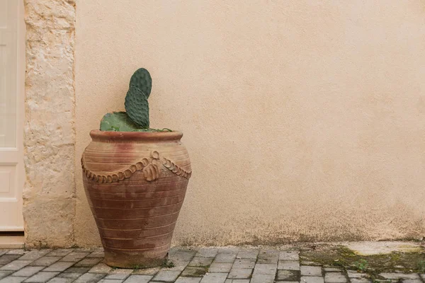 Cactus Verde Con Espigas Maceta Cerca Pared — Foto de Stock