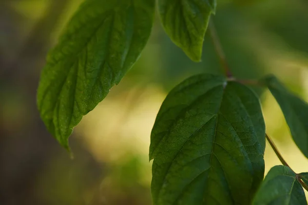 Закрыть Вид Зеленые Яркие Листья Снаружи — стоковое фото