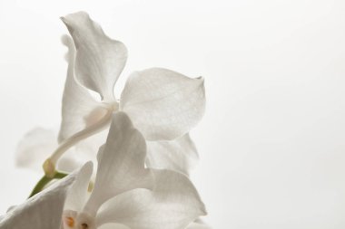 Orkide çiçeğinin beyaza izole edilmiş görüntüsünü kapat