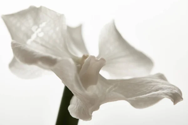 Στενή Άποψη Του Λουλουδιού Ορχιδέας Που Απομονώνεται Λευκό — Φωτογραφία Αρχείου