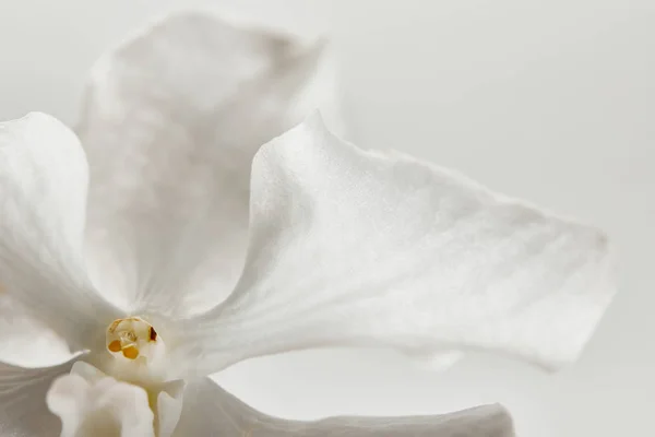 Vista Perto Flor Orquídea Isolada Branco — Fotografia de Stock