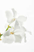 schöne Orchideenblüten auf Zweig isoliert auf weiß