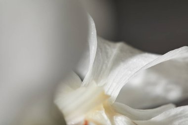 close up view of white orchid flower clipart