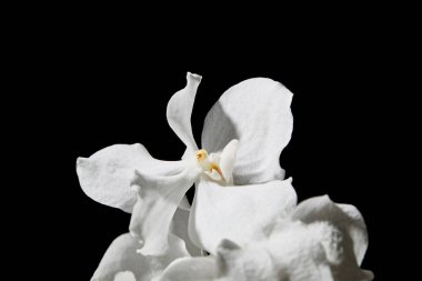 close up view of white orchid flower isolated on black clipart