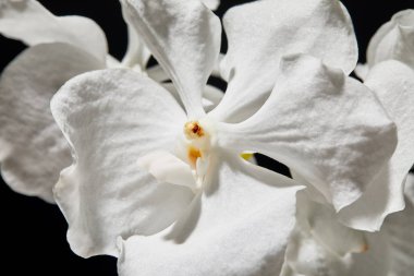 close up view of white orchid flower isolated on black clipart