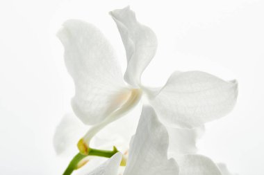 Güzel orkide çiçeğinin beyaz daldaki görüntüsünü kapat.