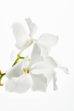 Beyaz daldaki güzel orkide çiçekleri