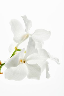 beautiful orchid flowers on branch isolated on white clipart