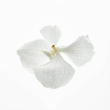 beautiful orchid flower isolated on white clipart
