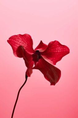 Kırmızıda izole edilmiş renkli kırmızı orkide çiçeği