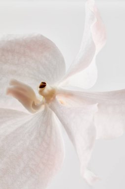 Beyaz üzerine izole edilmiş doğal güzel orkide çiçeğinin yakın görüntüsü