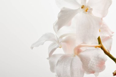 close up view of natural beautiful orchid flowers on branch isolated on white clipart