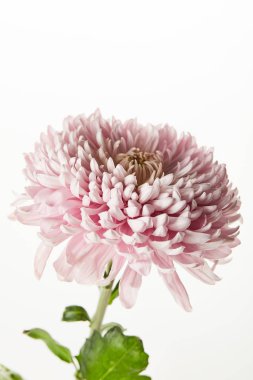 pink chrysanthemum isolated on white clipart