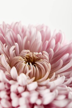 close up view of pink chrysanthemum isolated on white clipart