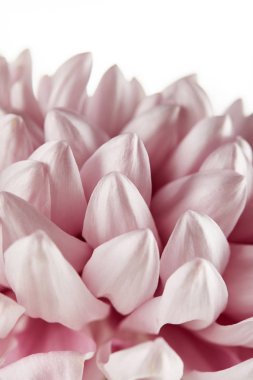 Beyaz üzerine izole edilmiş pembe kasımpatı görüntüsü