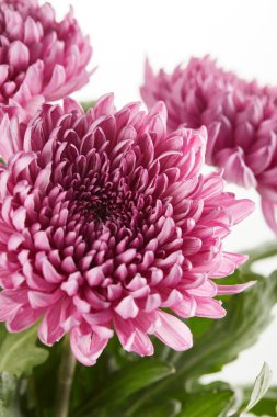 bouquet of purple chrysanthemum flowers with green leaves isolated on white clipart