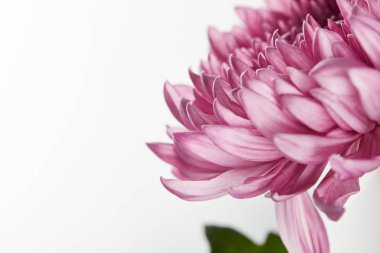 close up view of purple chrysanthemum isolated on white clipart