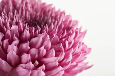 close up view of purple chrysanthemum isolated on white clipart