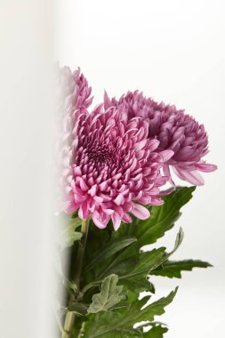 selective focus of purple chrysanthemum flowers isolated on white clipart