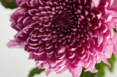 close up view of purple chrysanthemum isolated on white clipart