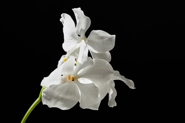 Flores Brancas Orquídea Isoladas Preto — Fotografia de Stock