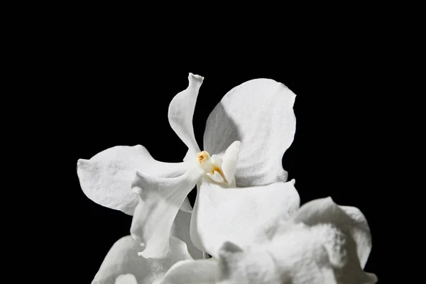 Close Uitzicht Witte Orchidee Bloem Geïsoleerd Zwart — Stockfoto