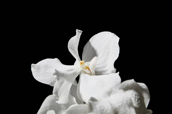 close up view of white orchid flower isolated on black