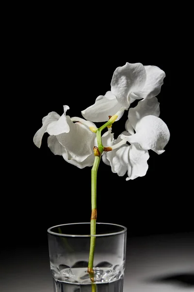 Orchidea Bianca Fiore Vetro Sfondo Nero — Foto Stock