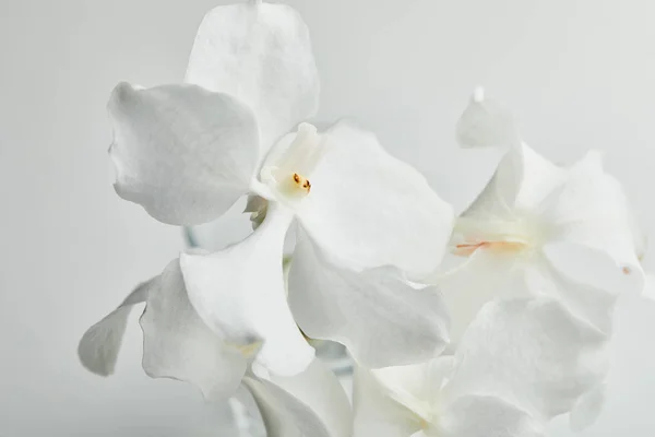 Hermosas Flores Orquídea Aisladas Blanco — Foto de Stock