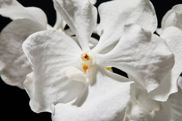 close up view of white orchid flower isolated on black