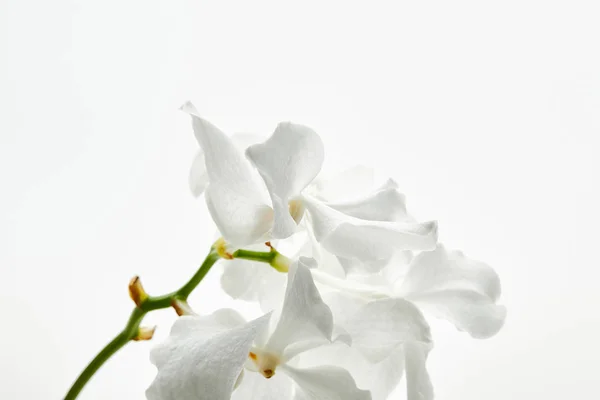 Hermosas Flores Orquídea Rama Aislada Blanco —  Fotos de Stock