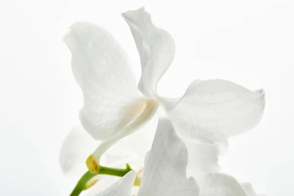 Close Uitzicht Prachtige Orchidee Bloem Tak Geïsoleerd Wit — Stockfoto