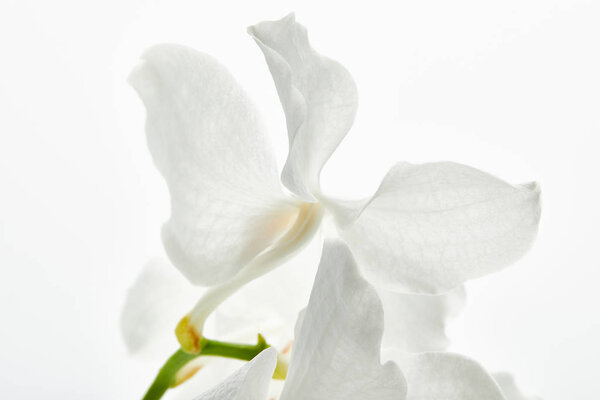 close up view of beautiful orchid flower on branch isolated on white