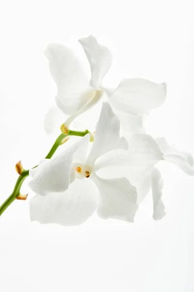 Schöne Orchideenblüten Auf Zweig Isoliert Auf Weiß — Stockfoto