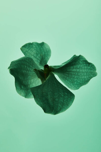 colorful green orchid flower isolated on green