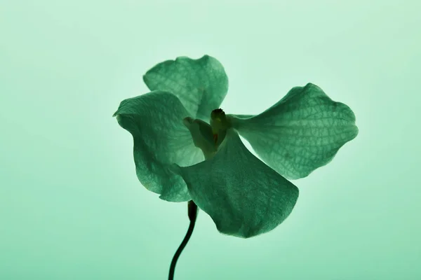 Kleurrijke Groene Orchidee Bloem Geïsoleerd Groen — Stockfoto