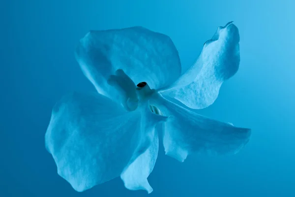 Färgglada Blå Orkidé Blomma Isolerad Blå — Stockfoto