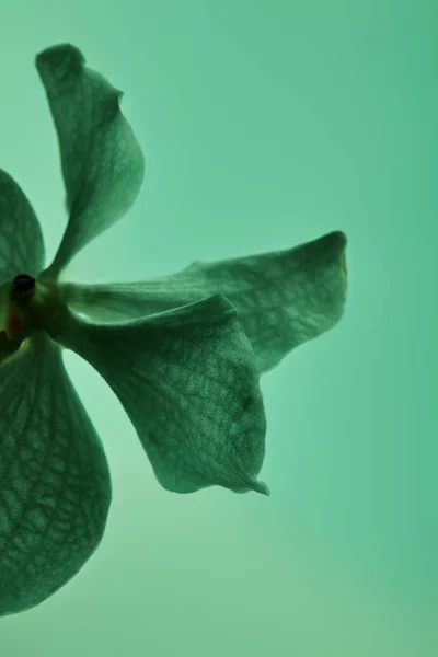 Κοντινή Προβολή Πολύχρωμο Πράσινο Λουλούδι Ορχιδέας Απομονωμένο Στο Πράσινο — Φωτογραφία Αρχείου